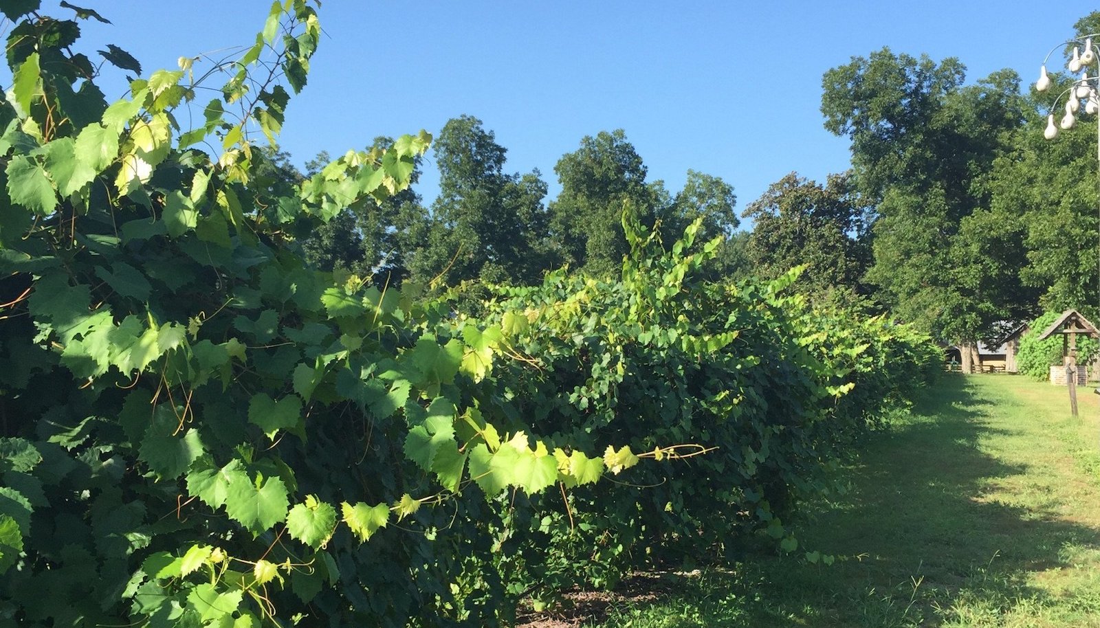 https://www.watermeloncreekvineyard.com/cdn/shop/files/Watermelon_Creek_Vine_Header_1600x_20e8f4c5-9122-4e21-8cd7-baa5fdd3965e_1600x.jpg?v=1626368749